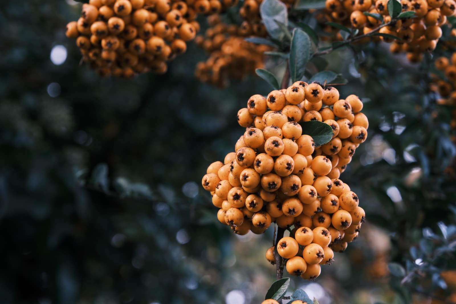 Photography by wobbat